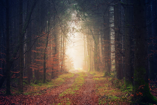 Where to Travel in November