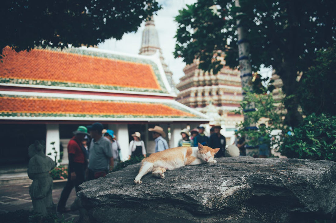 How to Travel with a Cat: Easy Tips for a Smooth Trip