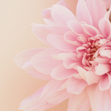 Sofia L., Graphic Designer